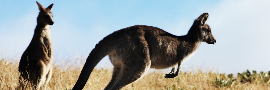 Voyage sur mesure : Lune de miel Australienne - AUSTRALIE