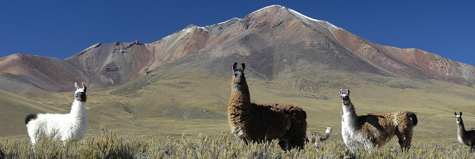 Voyage sur mesure : Balades andines : Chili et Bolivie - BOLIVIE