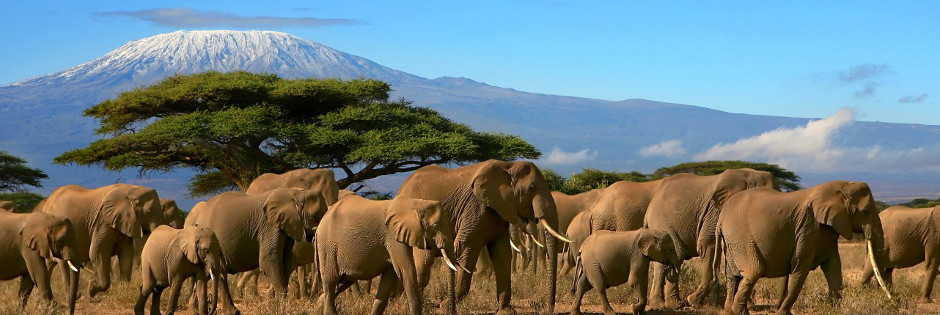 Voyage sur mesure : Rencontre vie sauvage et grands espaces. - KENYA