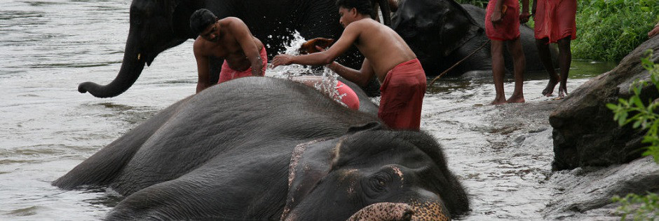 Voyage sur mesure : Tigres, Sikkim et plages de l'Orissa - INDE