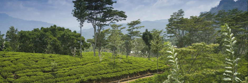 Voyage sur mesure : Montagnes du centre - SRI LANKA