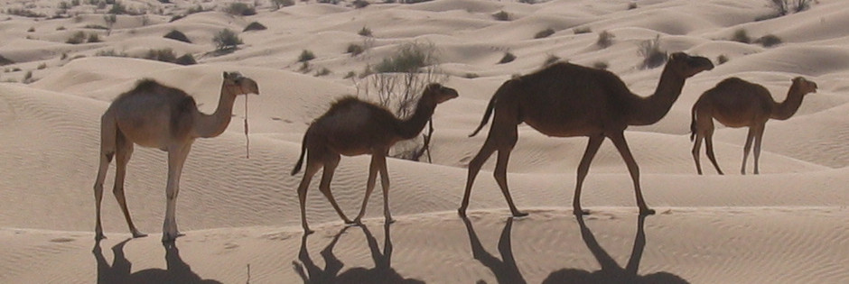 Voyage sur mesure : Du Nord au Sud - TUNISIE